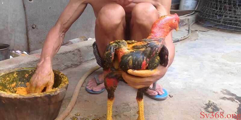cách làm gà chọi khỏe chân Om bóp nghệ, rượu cho gà thường xuyên
