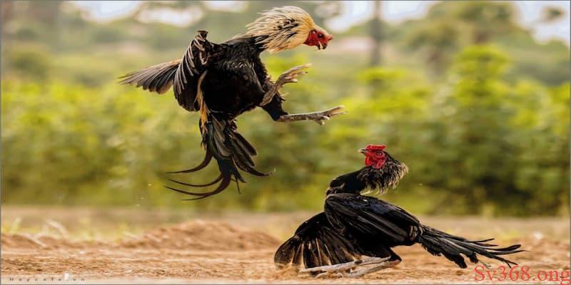 Luật đá gà miền Nam Luật đá gà miền Nam