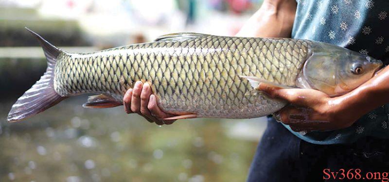 mơ thấy cá trắm mơ thấy cá trắm