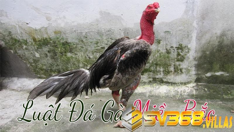 Giới thiệu về luật đá gà miền Bắc