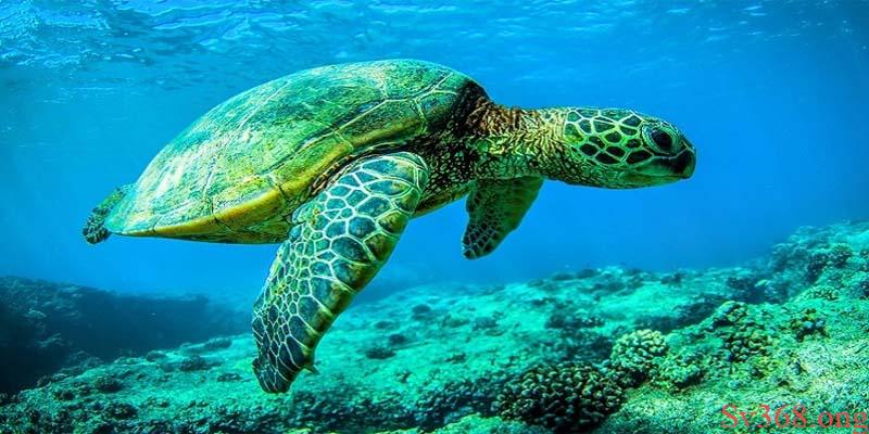 Giải Mã Mơ Thấy Rùa Đánh Con Gì? Điềm Lành Hay Dữ? 1 Mộng mị thấy rùa bơi dưới nước chốt nhanh cặp đề 34, 68