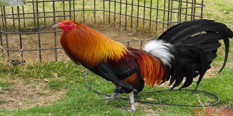 Sv368 Chia Sẻ Những Kinh Nghiệm Nuôi Gà Mỹ Cho Người Mới 4 kinh nghiệm nuôi gà Mỹ